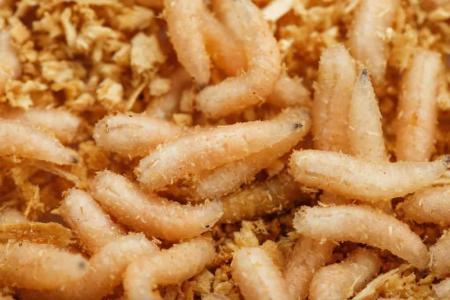 A larva de uma mosca parasita se alimenta de carne viva