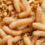 Alerta na fronteira: larva que devora carne viva é detectada a 50 km dos EUA