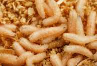 Alerta na fronteira: larva que devora carne viva é detectada a 50 km dos EUA