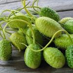 O que é maxixe? Conheça vegetal ‘esquecido’, benefícios e como cozinhá-lo