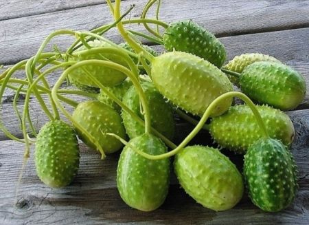 Maxixes em cima de uma mesa. É um vegetal verde, de formato oval, com alguns pequenos espinhos em sua superfície