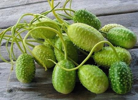 Maxixes em cima de uma mesa. É um vegetal verde, de formato oval, com alguns pequenos espinhos em sua superfície