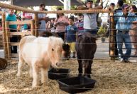 Minifazenda da Expomontes 2026 abre inscrições para visitas escolares em Montes Claros
