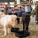 Minifazenda da Expomontes 2026 abre inscrições para visitas escolares em Montes Claros