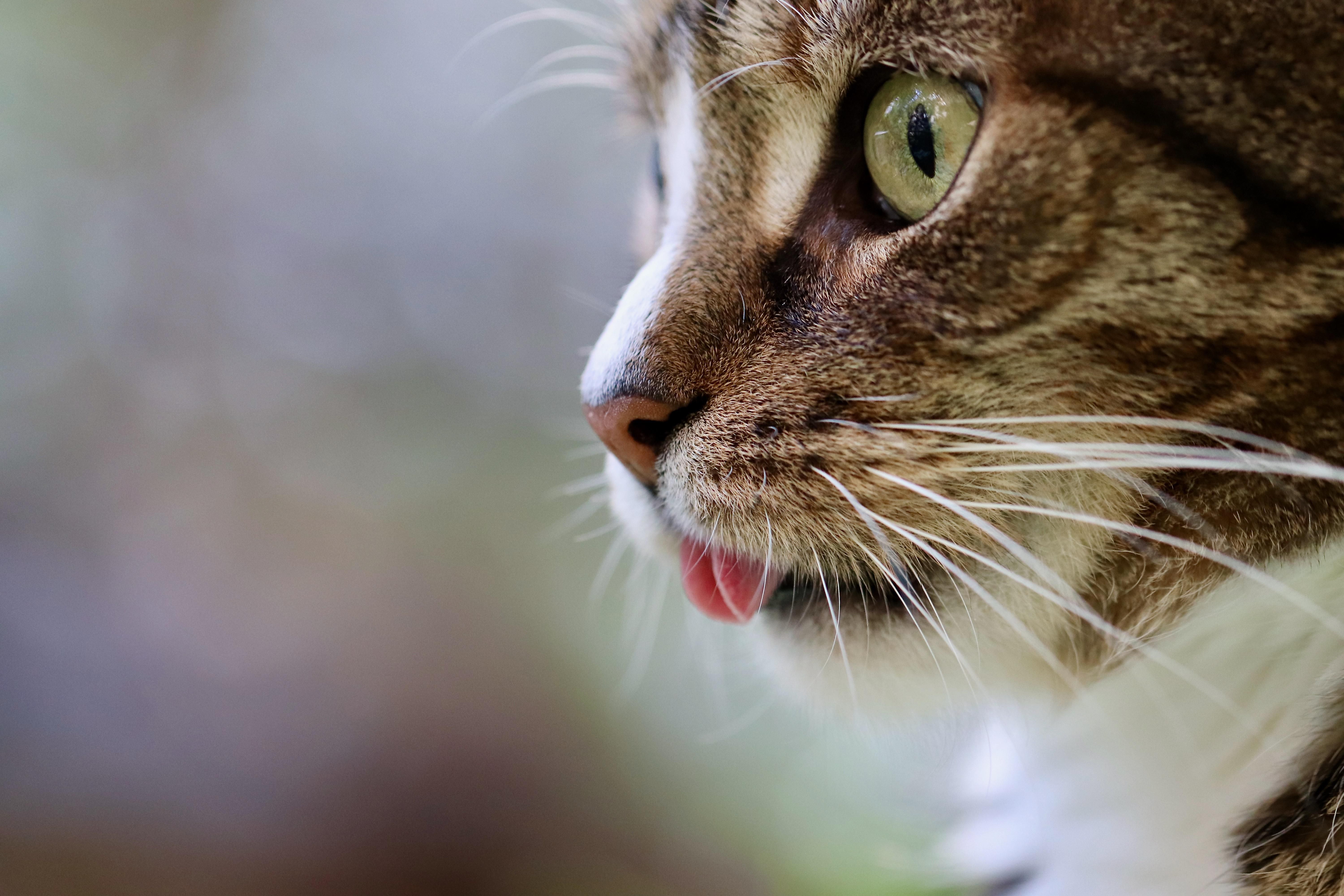 Varginha recebe Feira de Adoção de Pets da Cemig neste sábado