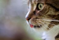 Varginha recebe Feira de Adoção de Pets da Cemig neste sábado