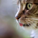 Varginha recebe Feira de Adoção de Pets da Cemig neste sábado