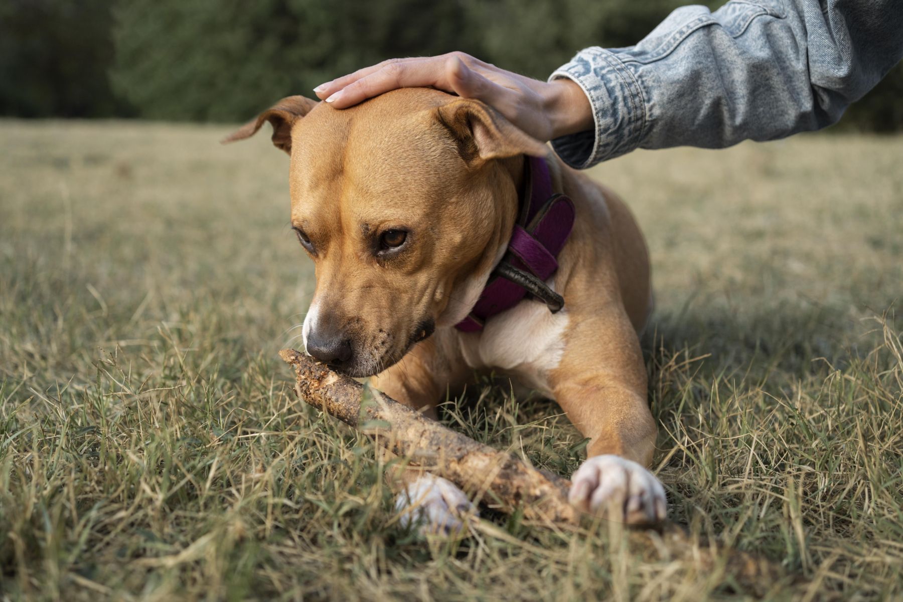 O que significa quando seu cachorro evita olhar para você? Veterinários explicam