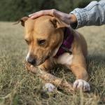 O que significa quando seu cachorro evita olhar para você? Veterinários explicam
