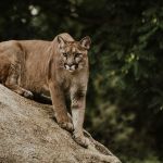 Criança é atacada por onça-parda em santuário na Chapada dos Veadeiros