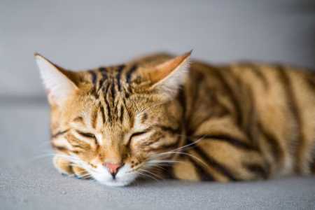 Gato dormindo