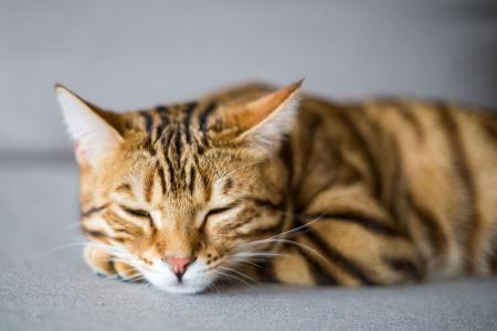Gato dormindo
