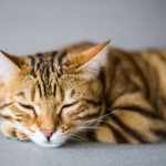 Por que seu gato dorme na sua cabeça? Entenda o motivo desse comportamento felino