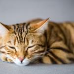 Por que seu gato dorme na sua cabeça? Entenda o motivo desse comportamento felino