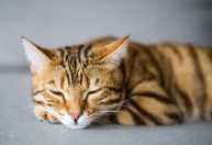 Por que seu gato dorme na sua cabeça? Entenda o motivo desse comportamento felino