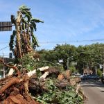 Vendaval ameaça mais de 550 cidades de SP nas próximas horas; lista