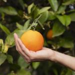 Pomar em casa: 7 árvores frutíferas fáceis de plantar no jardim ou quintal