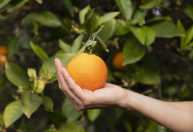 Pomar em casa: 7 árvores frutíferas fáceis de plantar no jardim ou quintal