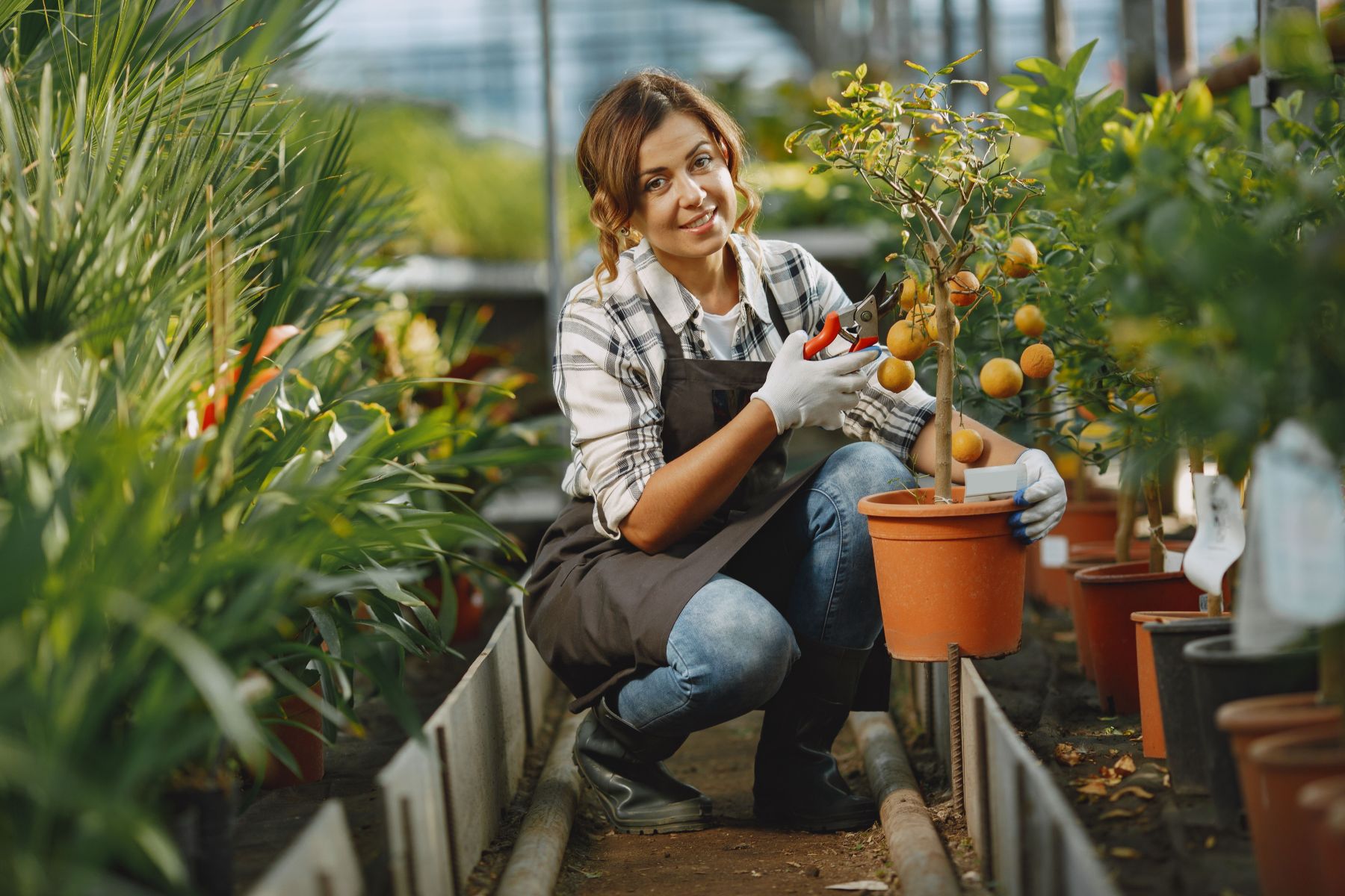 Conheça 5 árvores frutíferas que podem ser cultivadas em vasos