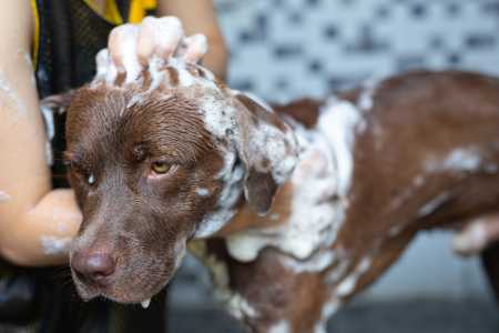 Cachorro de pelo marrom tomando banho em banheira doméstica, cheio de espuma no corpo