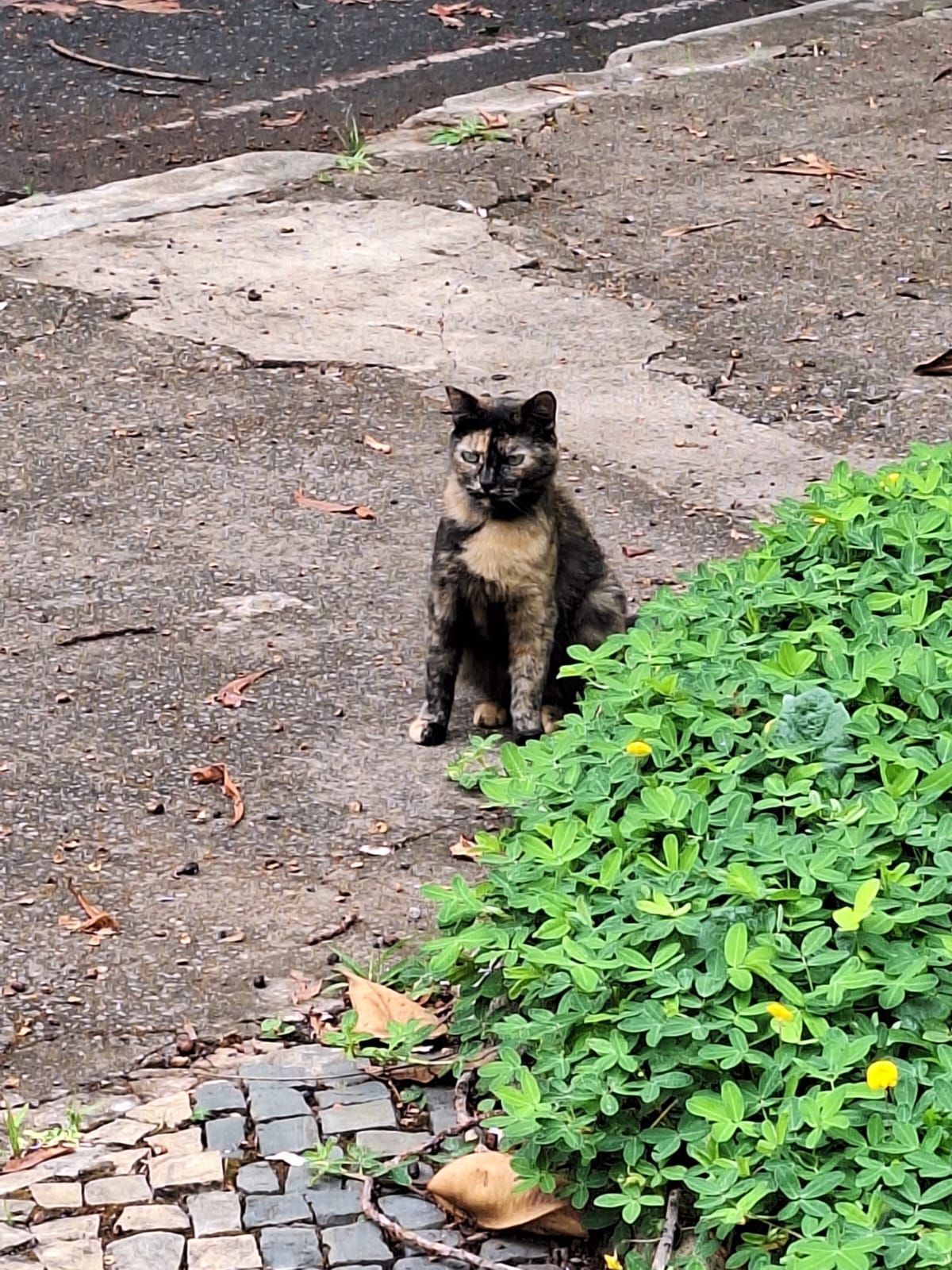 PM monitora Vila Barcelona após denúncias de mortes de gatos na web