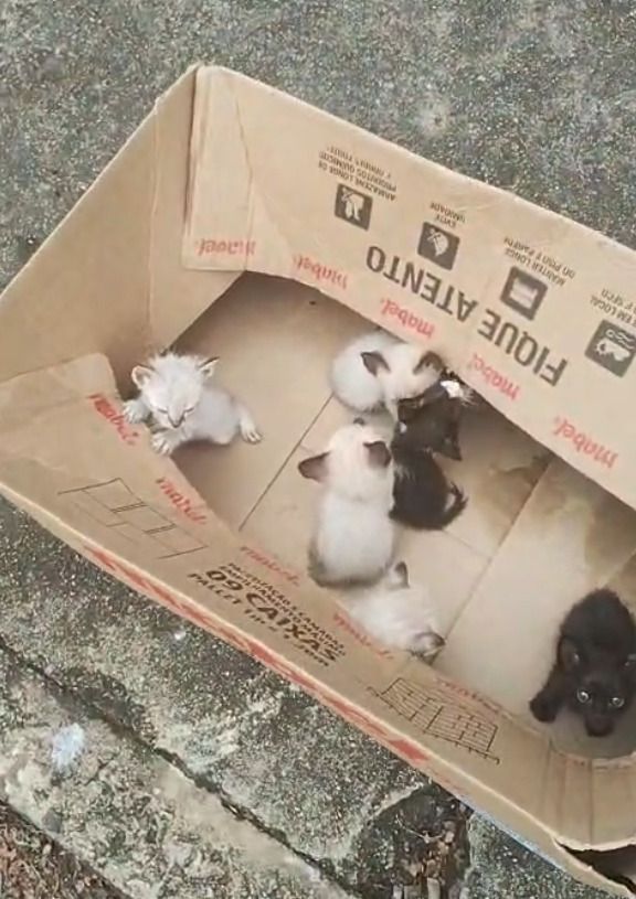 Mulher é indiciada por abandonar seis filhotes de gato em caixa