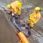 Corpo de homem é encontrado em córrego no município de Passos