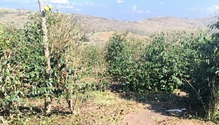 Granizo atinge mais de 10 mil hectares de lavouras no Sul de Minas