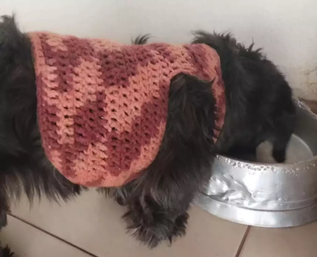 Artesã faz roupinhas de crochê para aquecer cães abandonados; conheça projeto