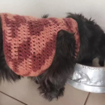Artesã faz roupinhas de crochê para aquecer cães abandonados; conheça projeto
