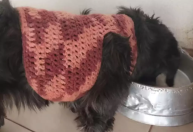 Artesã faz roupinhas de crochê para aquecer cães abandonados; conheça projeto