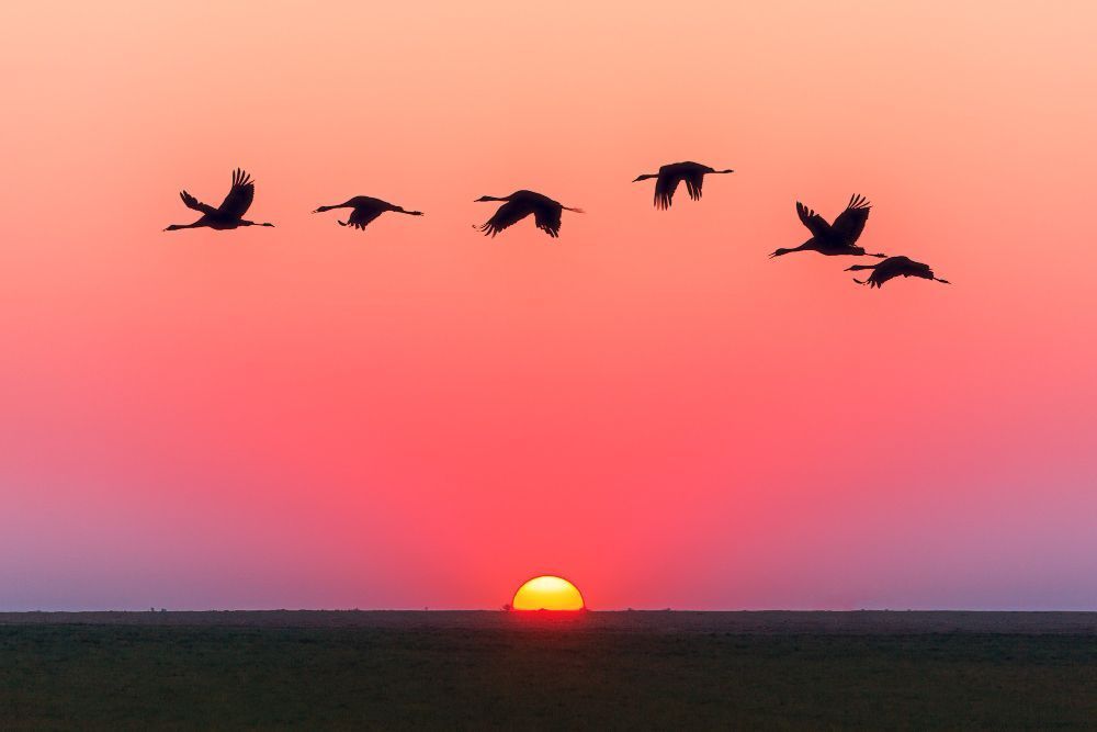 Mistério da migração de aves na Europa ganha explicação após descoberta de cientistas