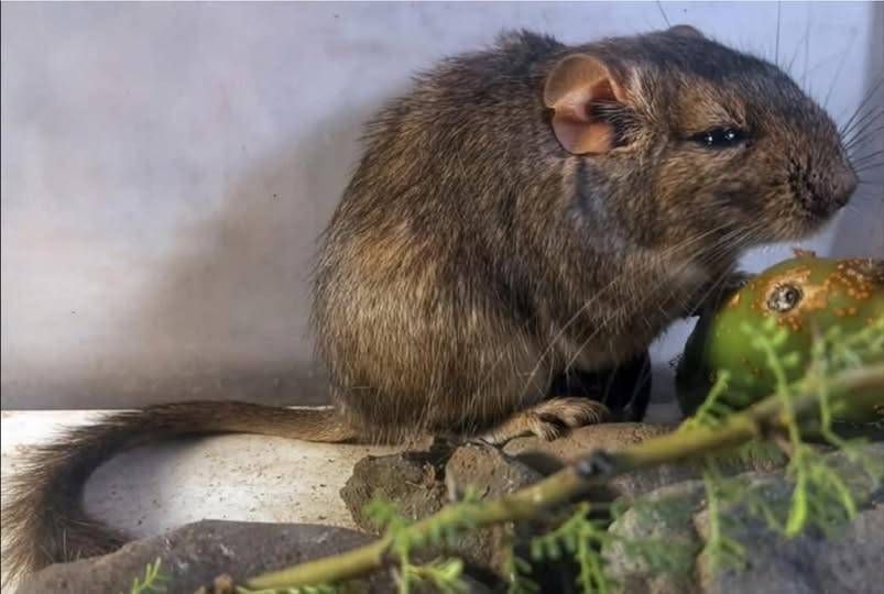 Córdoba: Uma nova espécie de mamífero foi descoberta em Traslasierra