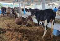 1ª Feira do Agronegócio movimenta São João Nepomuceno (MG)