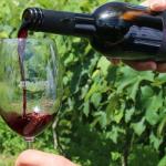 Vinhos de colheita de inverno dão recorde de medalhas ao Brasil