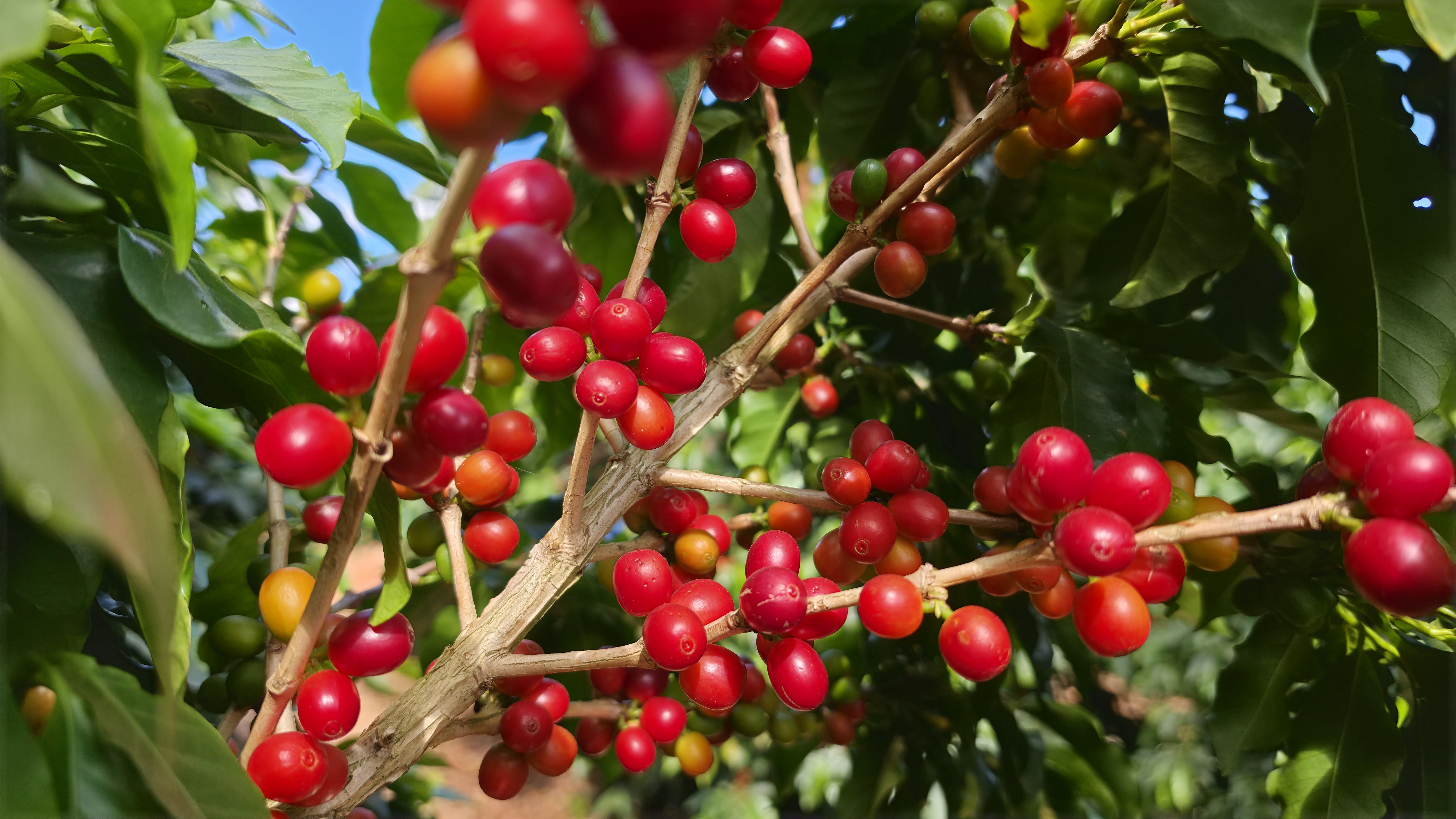 PIB do agro de MG quebra recorde histórico e atinge R$ 279 bilhões em 2025