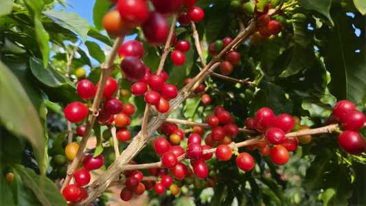 PIB do agro de MG quebra recorde histórico e atinge R$ 279 bilhões em 2025