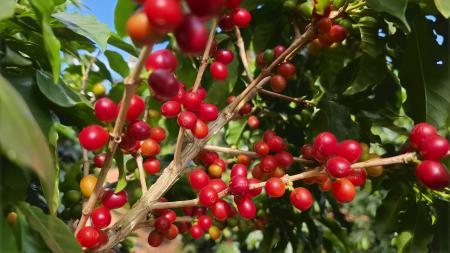 PIB do agro de MG quebra recorde histórico e atinge R$ 279 bilhões em 2025
