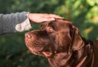 Carícias podem estressar cães, alerta educador canino revelando o que poucos tutores sabem