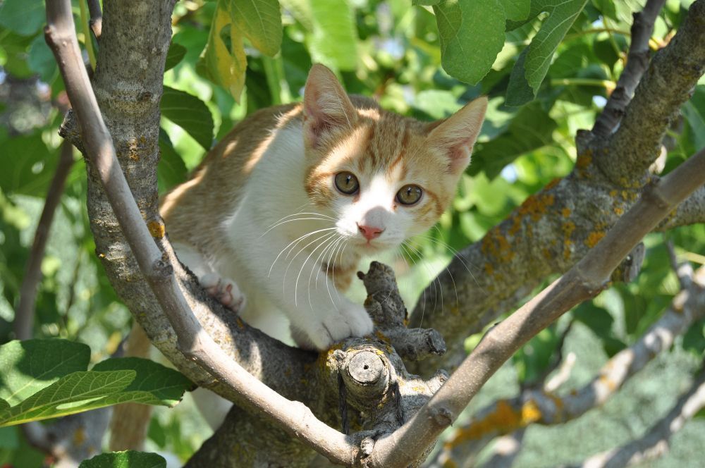 Gato preso em árvore? Erro comum pode piorar a situação