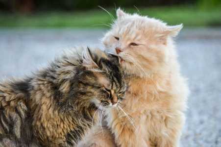 gatos