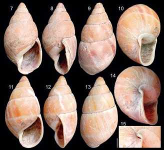Variações do caramujo terrestre Thaumastus teixeirensis, que viveu há milhares de anos no litoral paranaese, e acaba de ser catalogado • Papéis Avulsos de Zoologia/ Reprodução