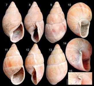 Variações do caramujo terrestre Thaumastus teixeirensis, que viveu há milhares de anos no litoral paranaese, e acaba de ser catalogado • Papéis Avulsos de Zoologia/ Reprodução