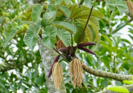 Embaúba planta medicinal