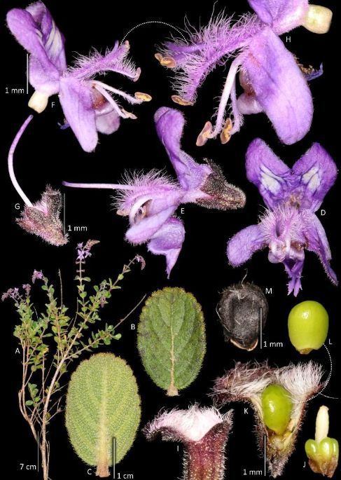 Espécie de planta é descoberta no Norte de Minas e recebe nome em homenagem a pesquisador