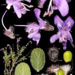 Espécie de planta é descoberta no Norte de Minas e recebe nome em homenagem a pesquisador