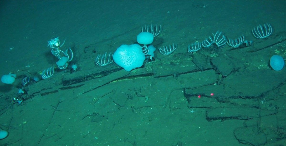 500 esqueletos e 5,3 mi de anos: cientistas descobrem maior cemitério de baleias do mundo