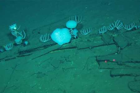 500 esqueletos e 5,3 mi de anos: cientistas descobrem maior cemitério de baleias do mundo