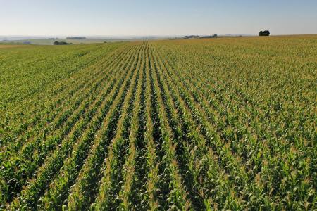 campo