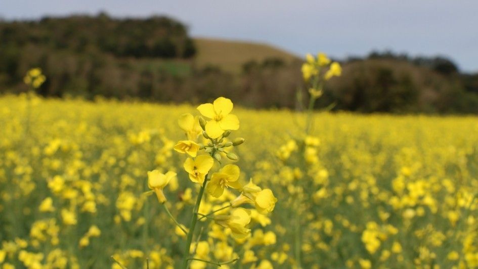 Canola avança no RS e deve dobrar área cultivada na safra de inverno
